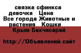 связка сфинкса. девочка › Цена ­ 500 - Все города Животные и растения » Кошки   . Крым,Бахчисарай